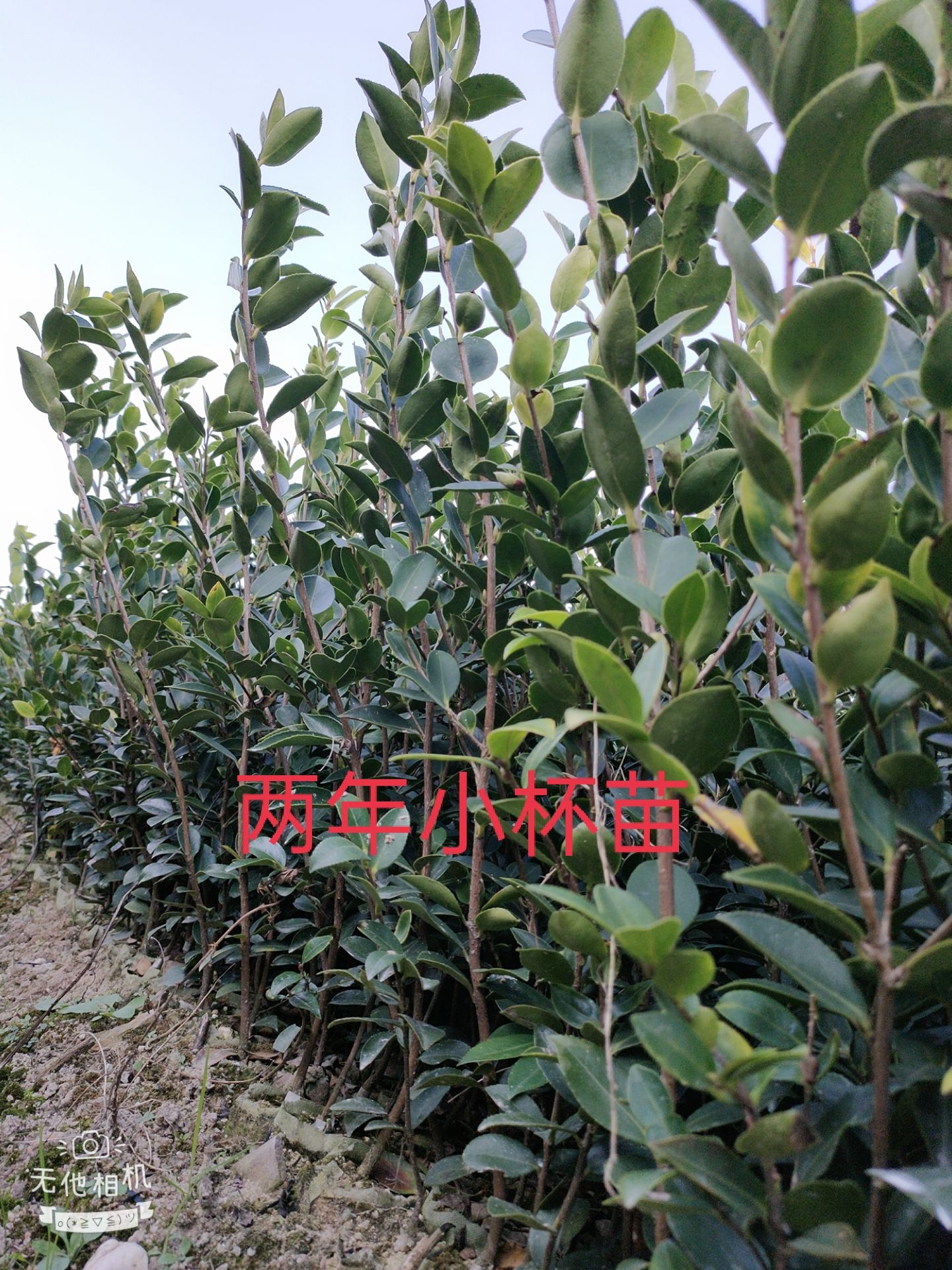 油茶树苗  嫁接油茶苗各品种大批量出售，欢迎选购
