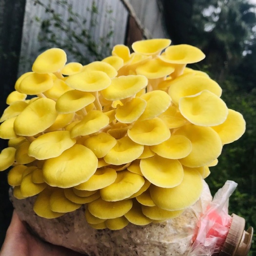 白黄侧耳菌种  高品质菌包
