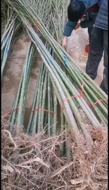 砀山县竹柳  柳树苗