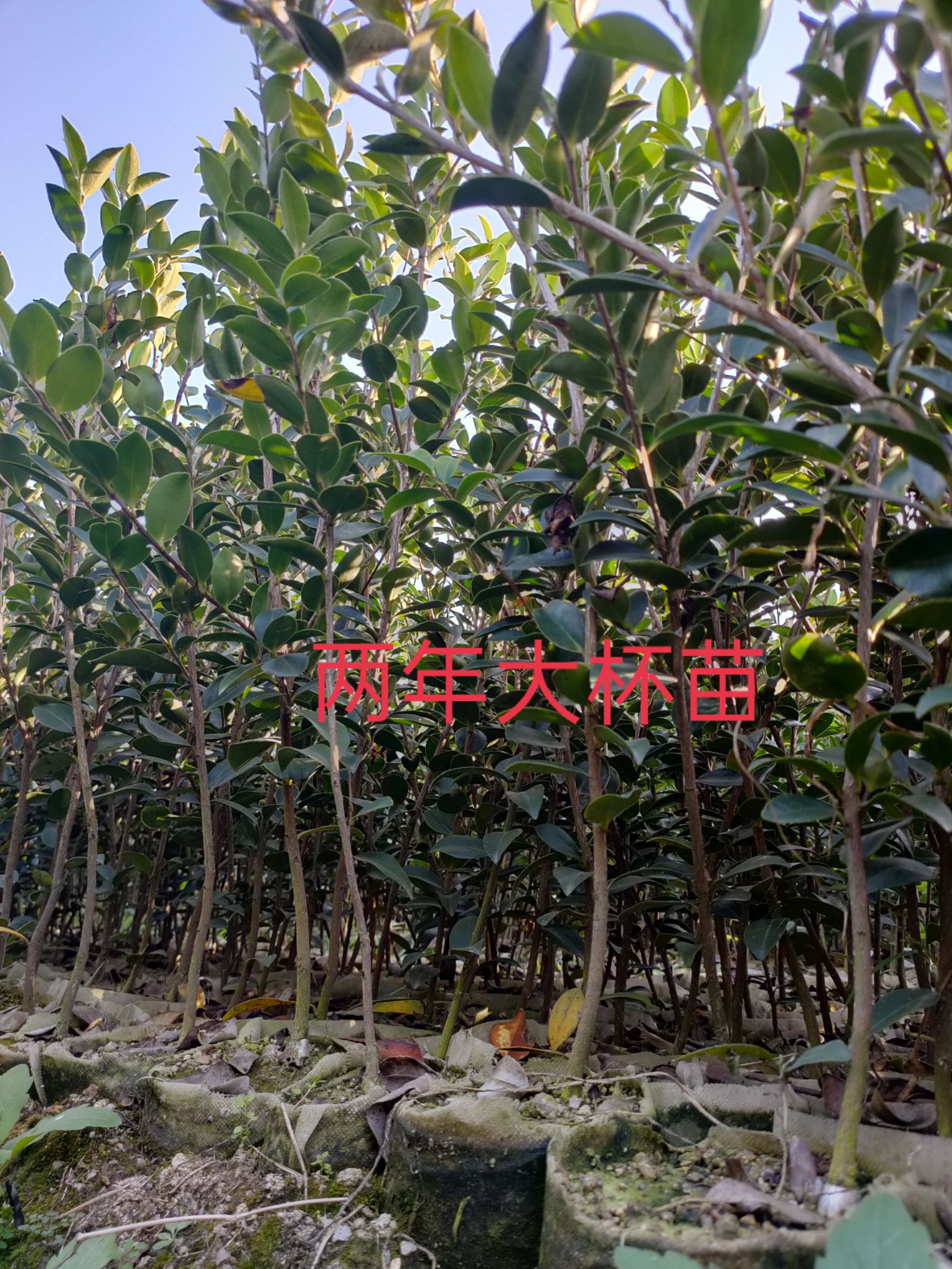 油茶树苗  嫁接油茶苗各品种大批量出售，欢迎选购