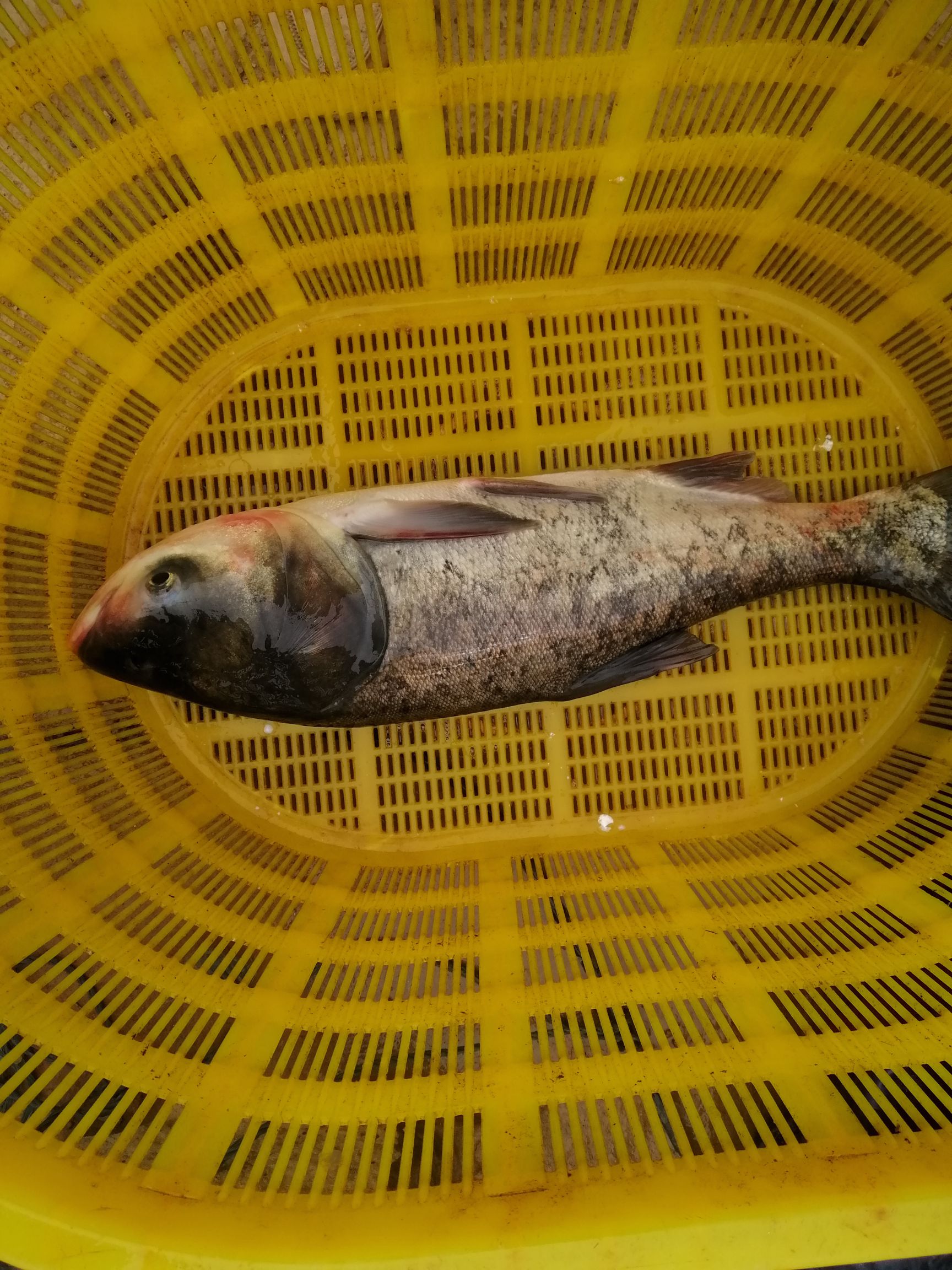 雄鱼  花鲢  江西大型水面和湖面养殖花白鲢大量出售