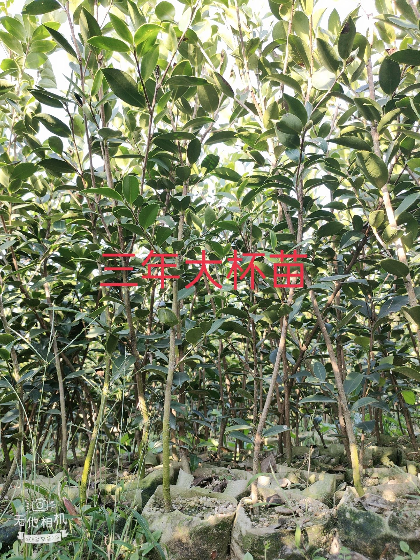 油茶树苗  嫁接油茶苗各品种大批量出售，欢迎选购