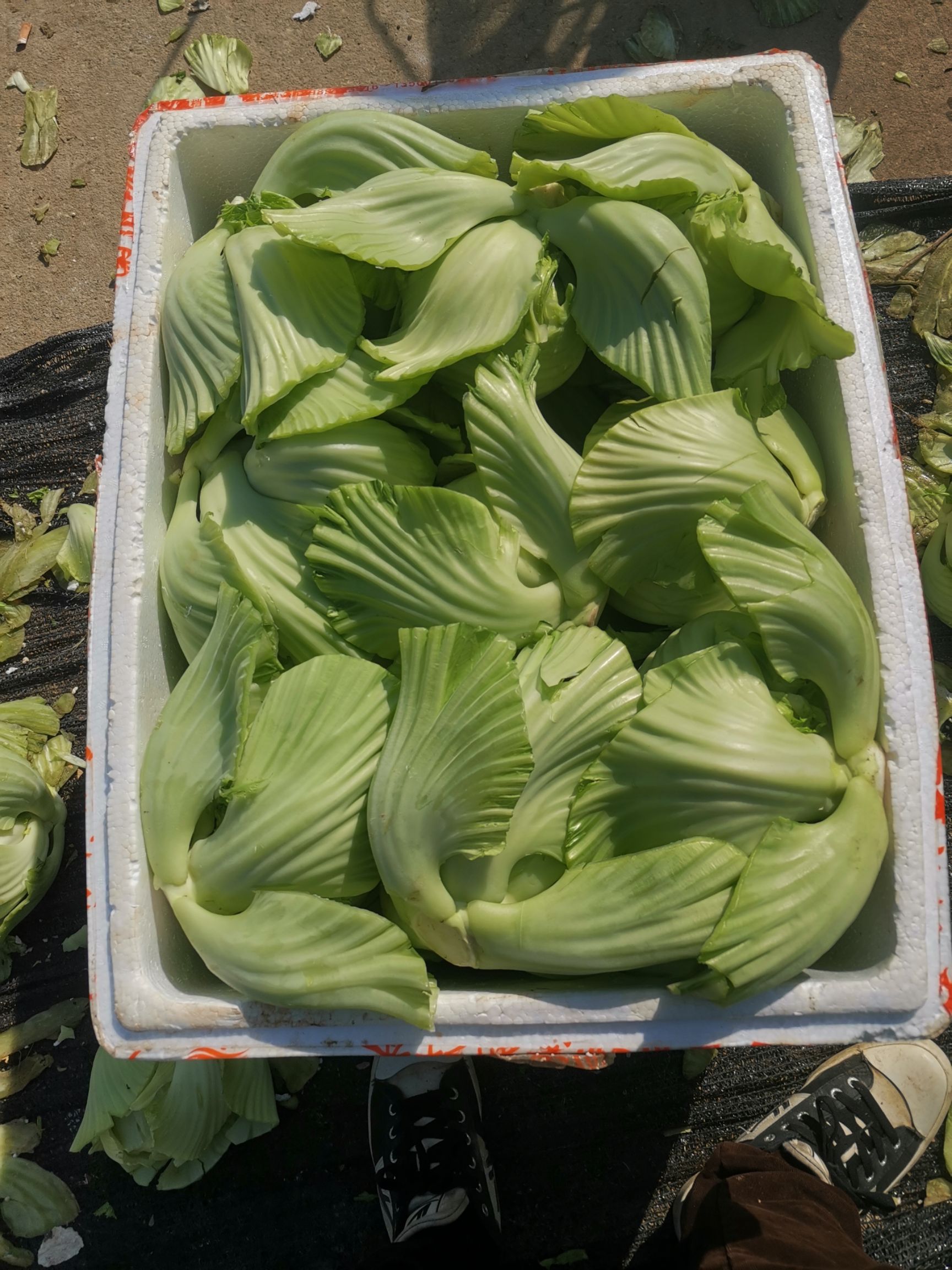 包心芥菜 超大菜球