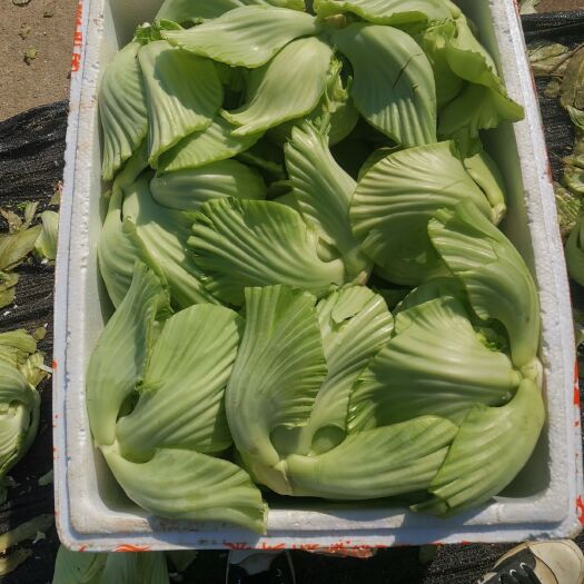 江华县包心芥菜 超大菜球