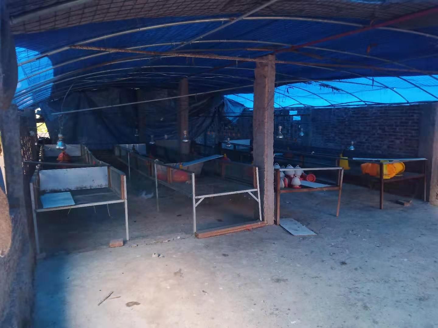  白鸭  黑番  菜鸭   批发出售，也可以杀好卖