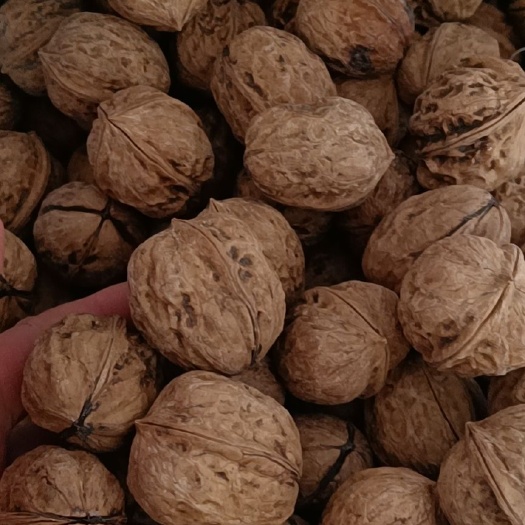 冕宁县薄皮核桃 个头中大，籽实，油质好，味道香，柞油，零食都好