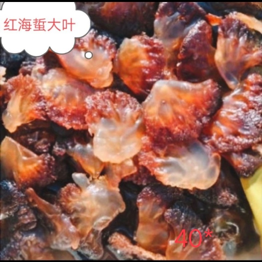 红海蜇叶片是最好吃的产品。清脆口感很好，水分少。