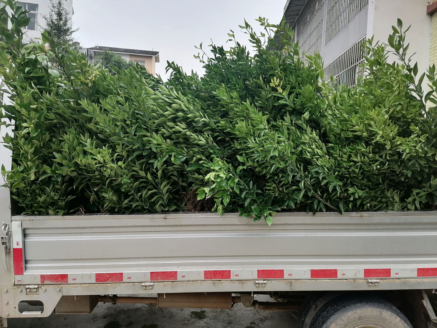 媛红碰柑苗 两公分 大小规格齐全 分枝好  苗木清秀