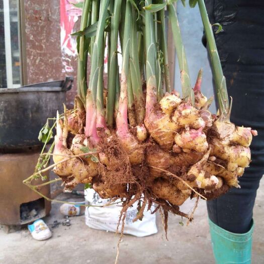 盘州市小黄姜 物美价廉！质量自己看，你说了算