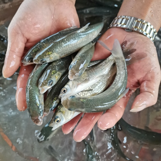 南宁草鱼苗  脆肉鲩，大量出售草鱼，鲩鱼苗，生长速度快抗病菌能力强以打疫苗