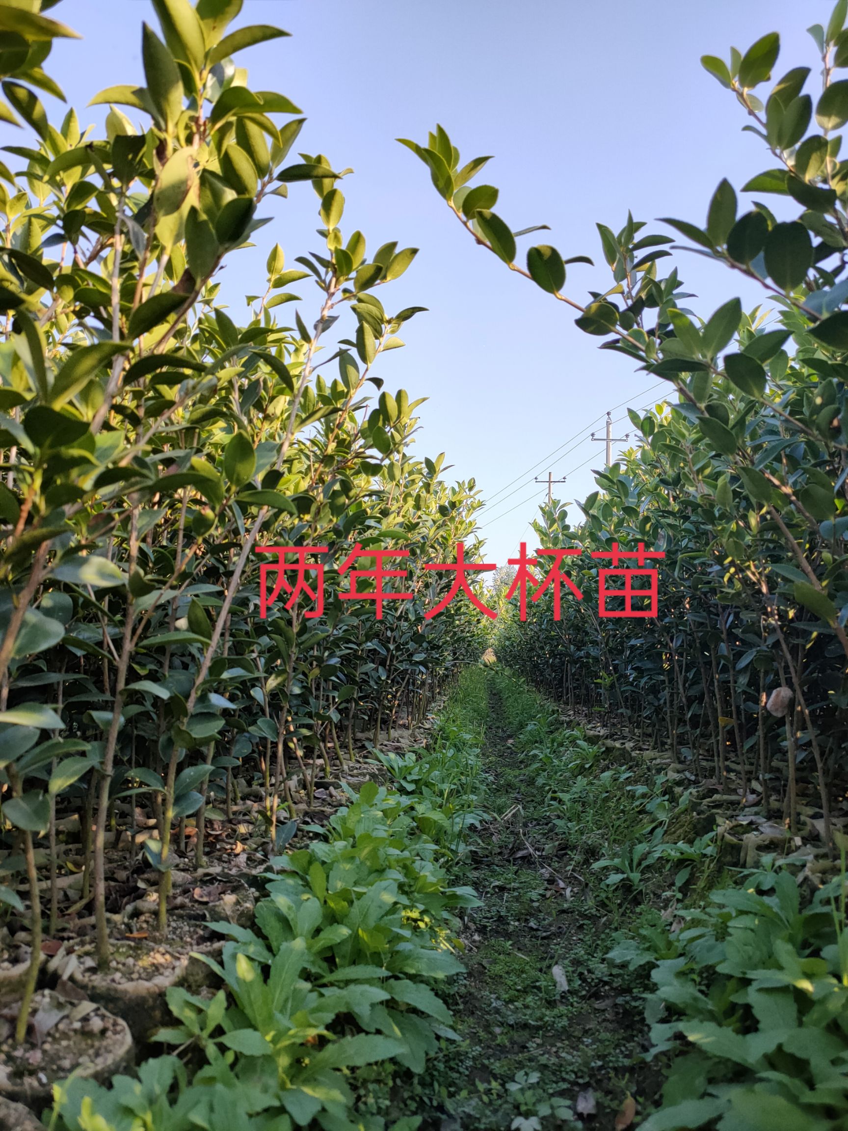油茶树苗  嫁接油茶苗各品种大批量出售，欢迎选购