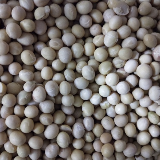 鞍山丹豆11大豆 生大豆 1等品 