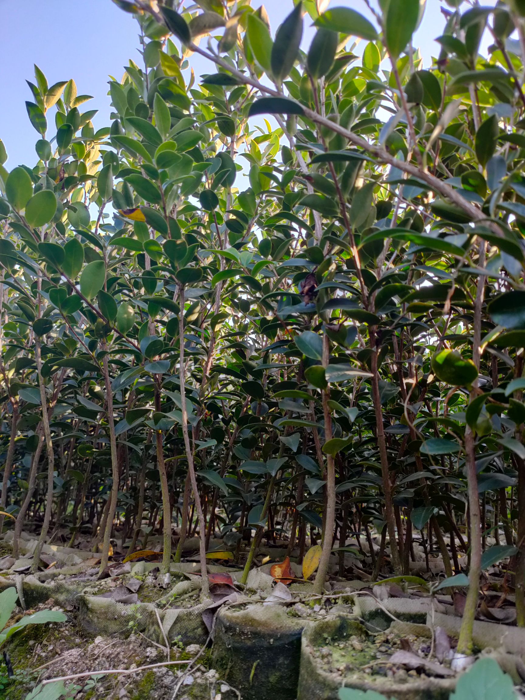 油茶树苗  嫁接油茶苗各品种大批量出售，欢迎选购