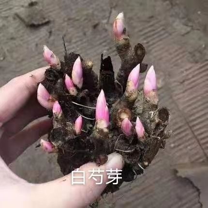亳州白芍种苗 白芍芽