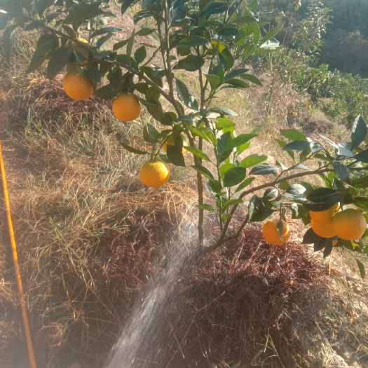 安远县赣南脐橙苗 杯苗袋苗 1~1.5米