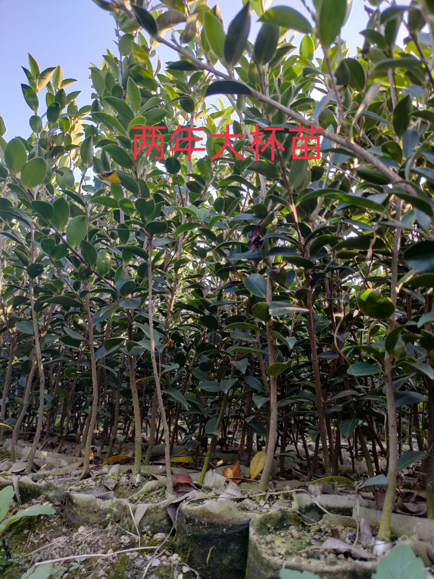 油茶树苗  嫁接油茶苗各品种大批量出售，欢迎选购