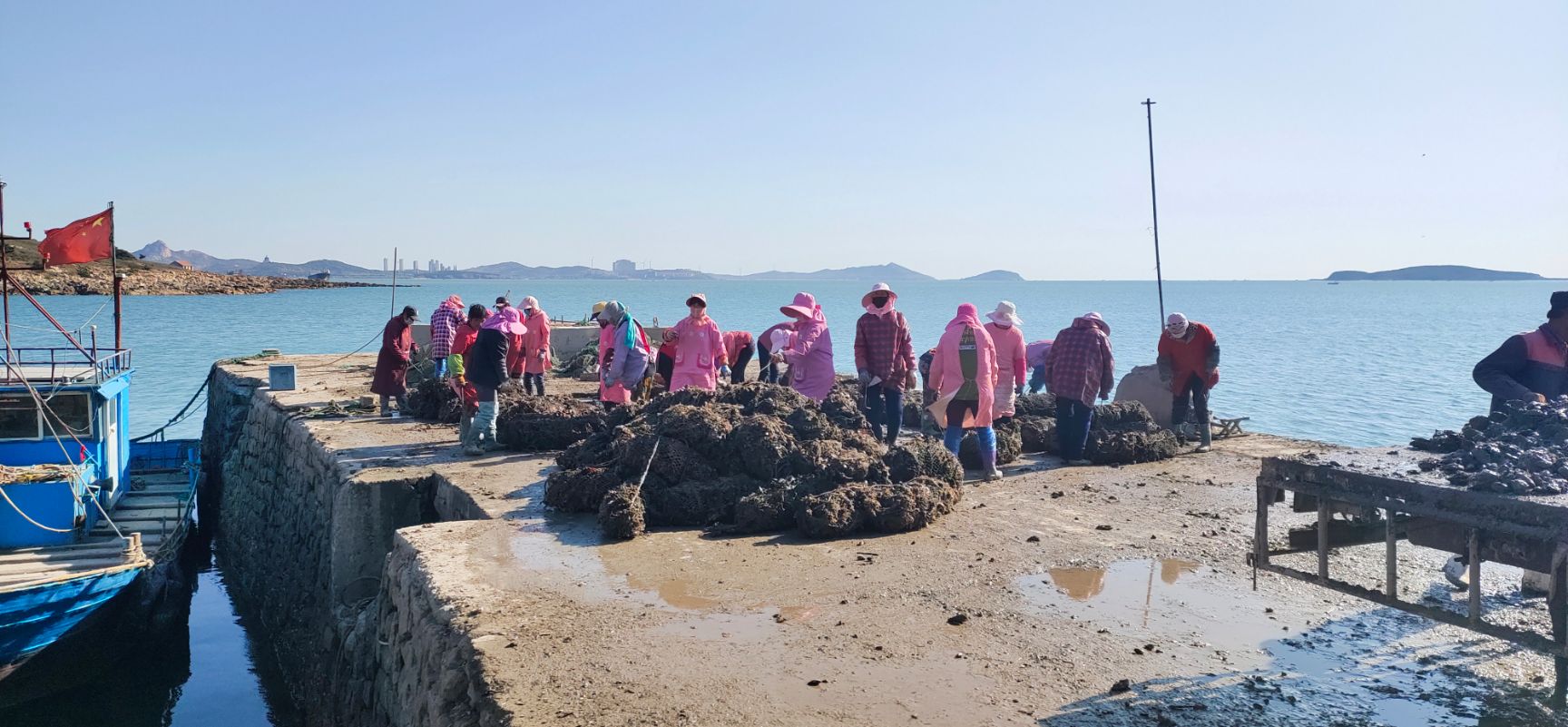 山东海阳生蚝养殖基地大量出货