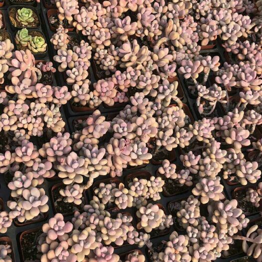 青岛 桃蛋多肉砍头苗！ 桃蛋多肉砍头，100个起！尺寸2-3厘米左