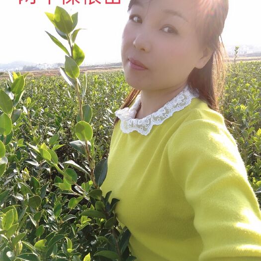 攸县油茶树苗  良种嫁接油茶苗