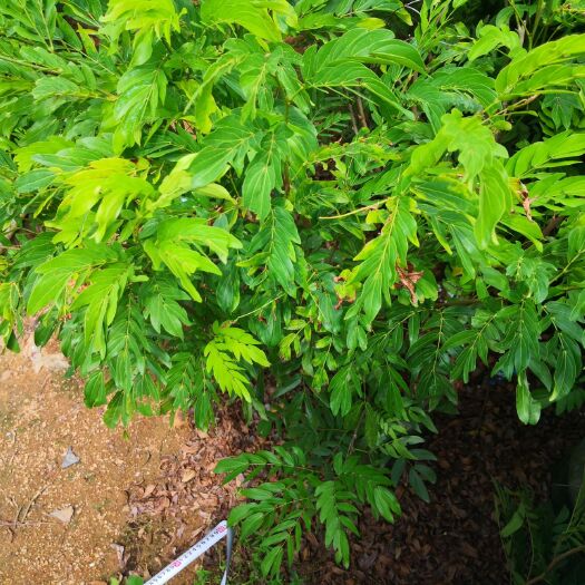 揭阳红合欢 红绒球