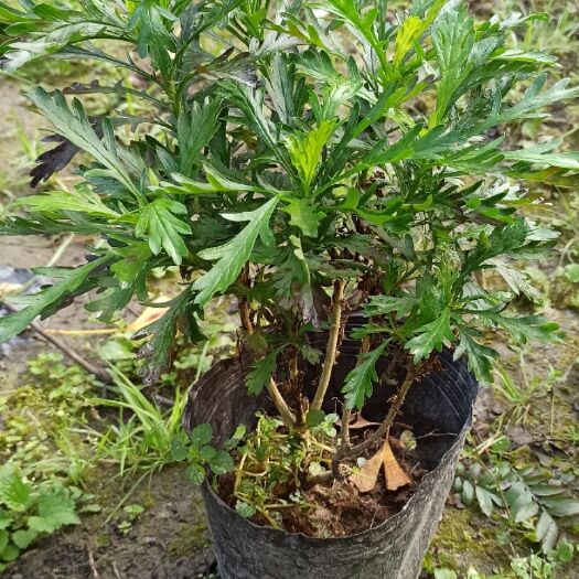 都江堰市木春菊苗  木春菊