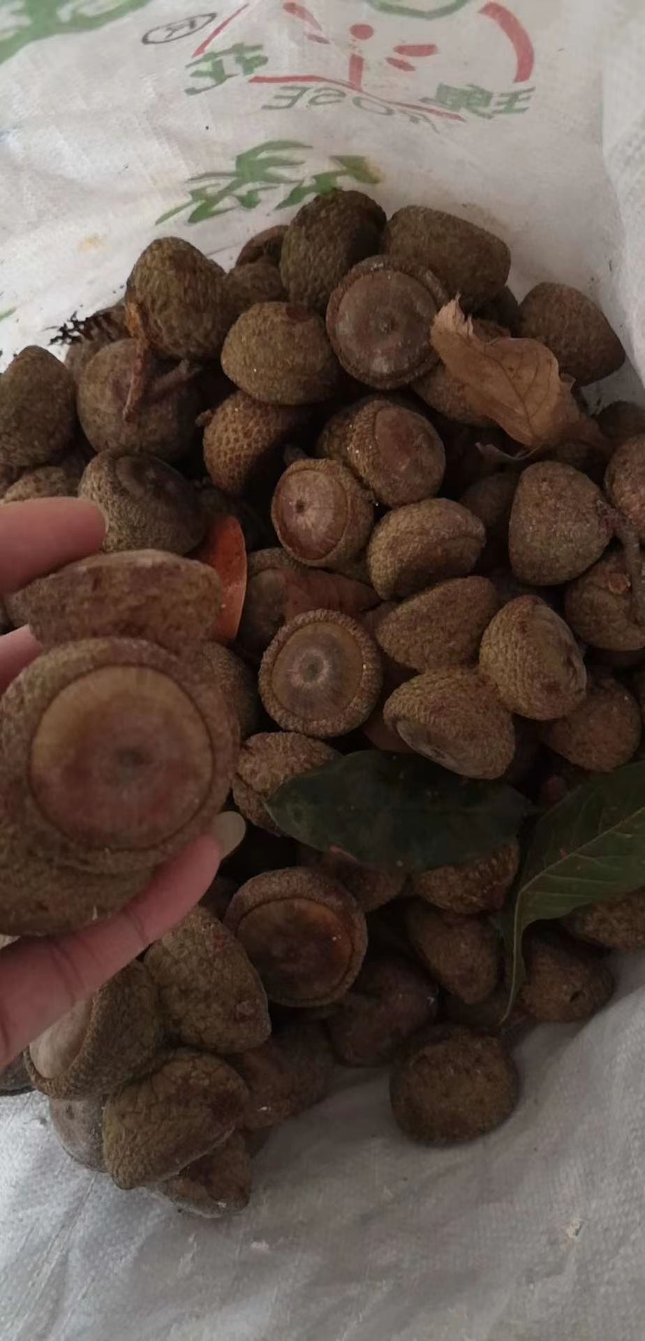 果批发]广西十万大山风流果,今年新货干货,一手货源,价钱优惠价格16
