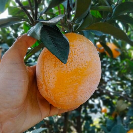 上犹县正宗江西赣南脐橙