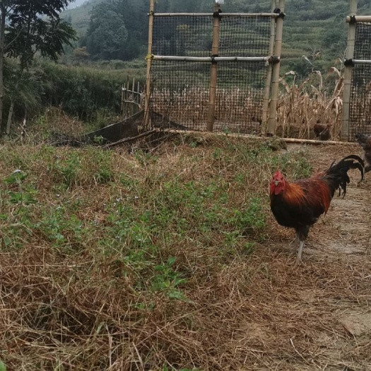 兴义市 黑脚麻，黑瑶红瑶。做到了真正的生态绿色土鸡，吃百草。