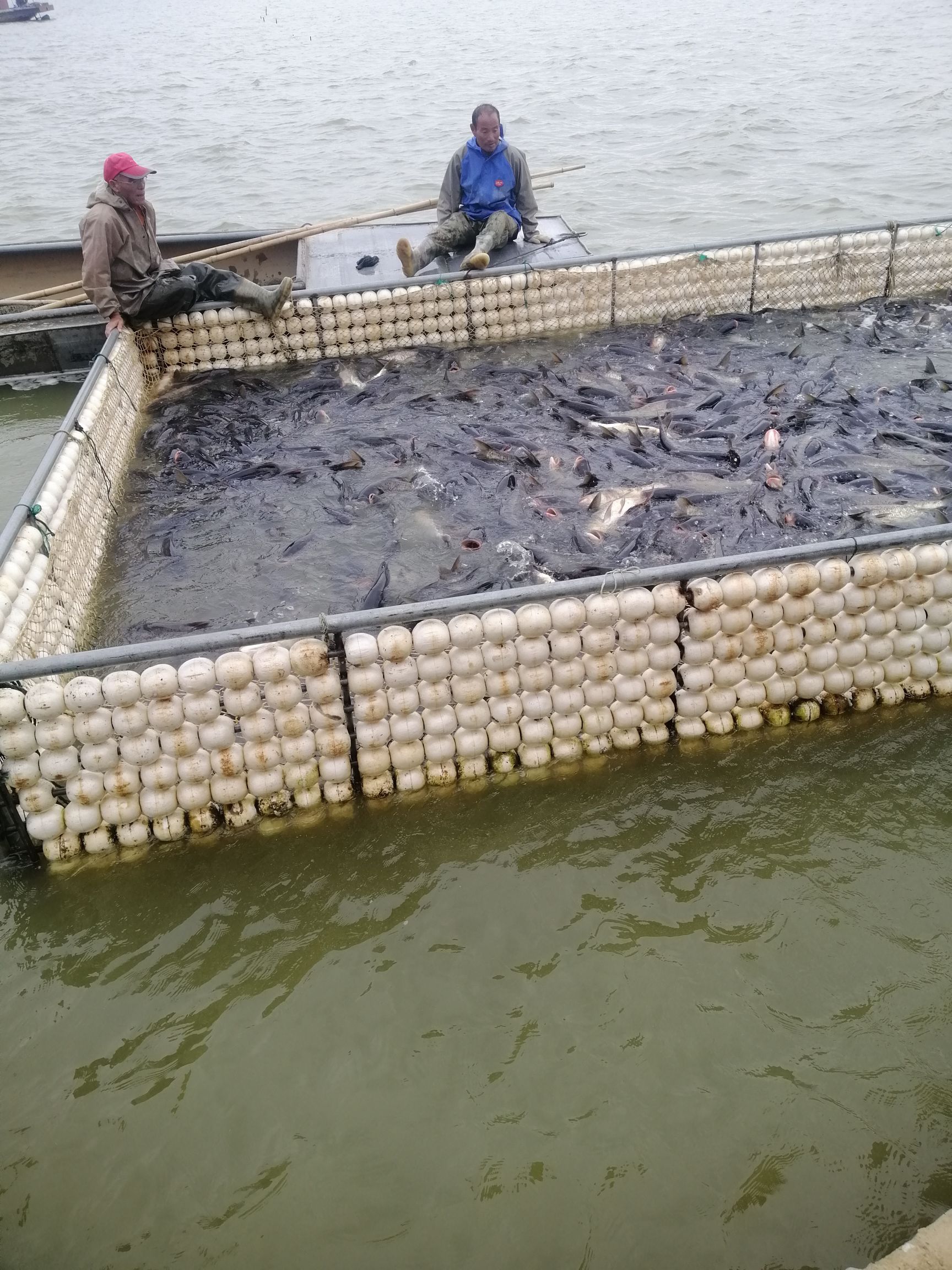 雄鱼  花鲢  江西大型水面和湖面养殖花白鲢大量出售
