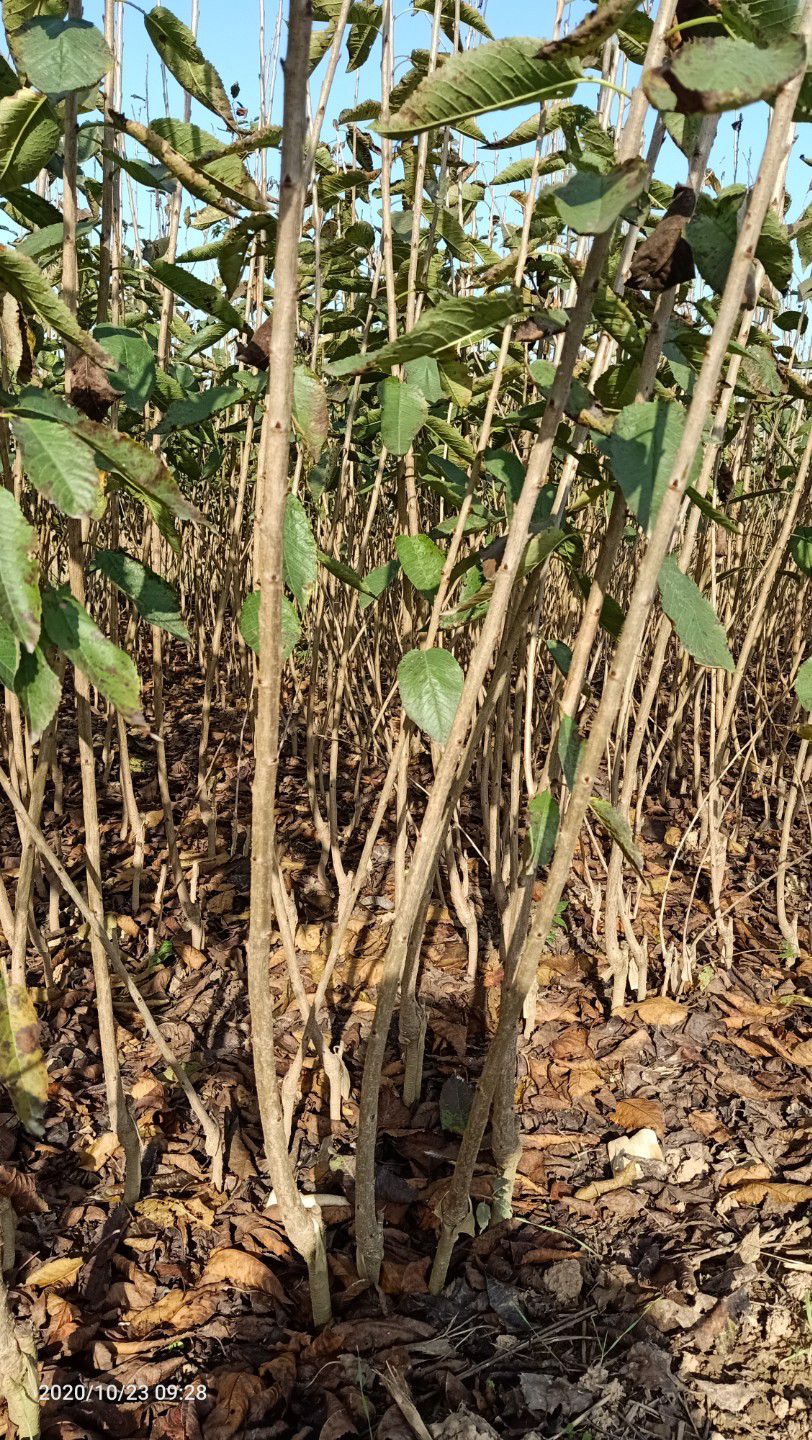 俄罗斯8号樱桃苗 