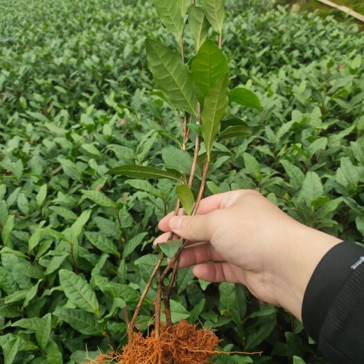 雅安白茶树苗 优质福鼎白茶苗