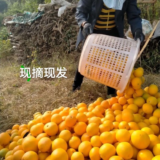 会昌县 正宗赣南脐橙，不打蜡！大量有货