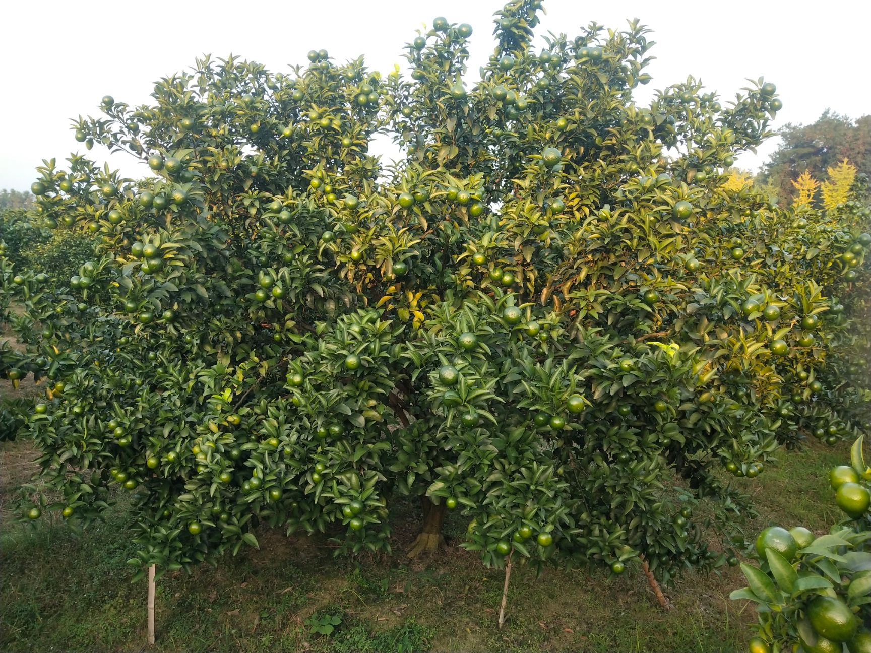 清香蜜桔 青香桔