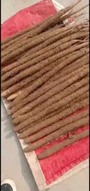 深泽县小白嘴山药 深泽白嘴山药