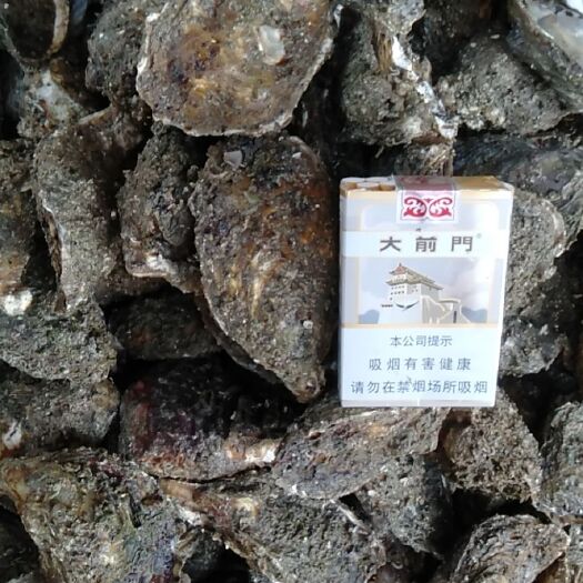 饶平县长牡蛎  汫洲生蚝 ！深海牡蛎！生蚝肉！可包清洗包开半