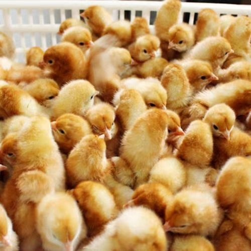 思南县土鸡苗  出壳苗品种齐全疫苗齐全，