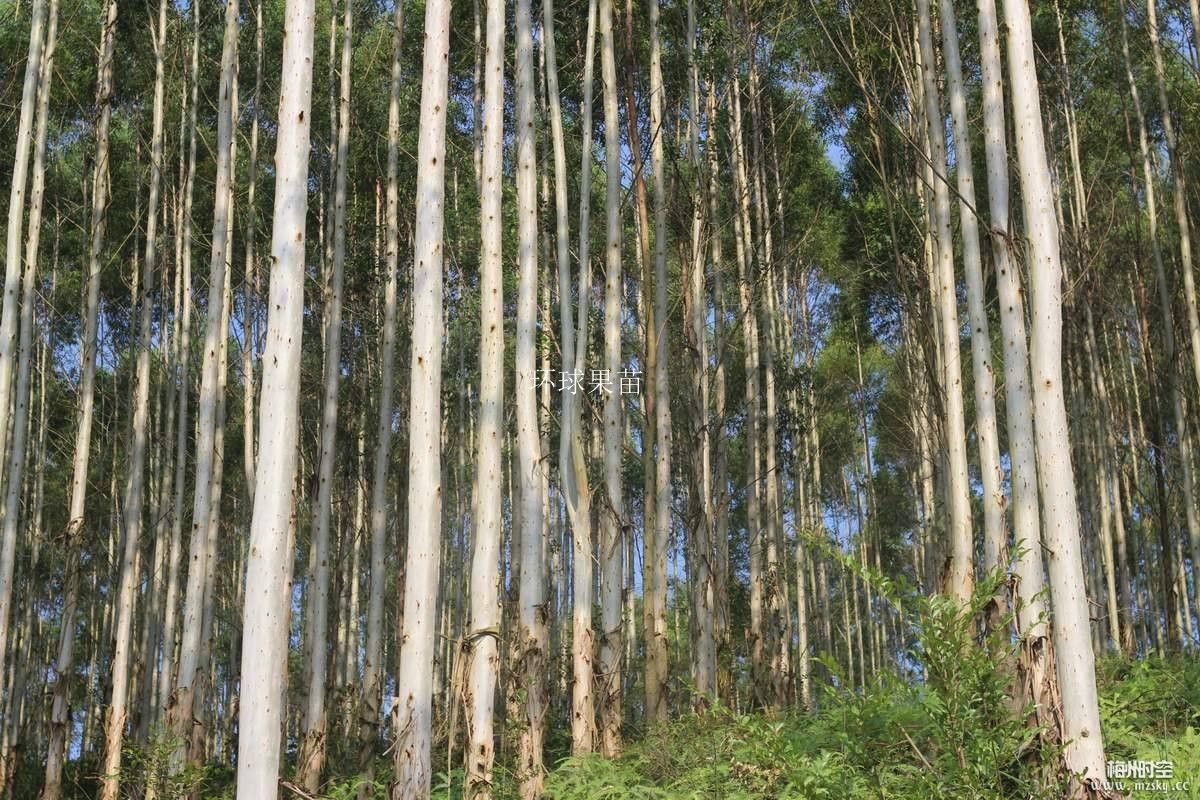 桉树苗 组培苗 速生桉苗 dh3229号 28号 k3造林苗