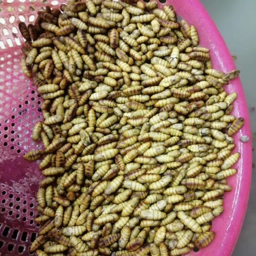 宾阳县黄金蚕蛹