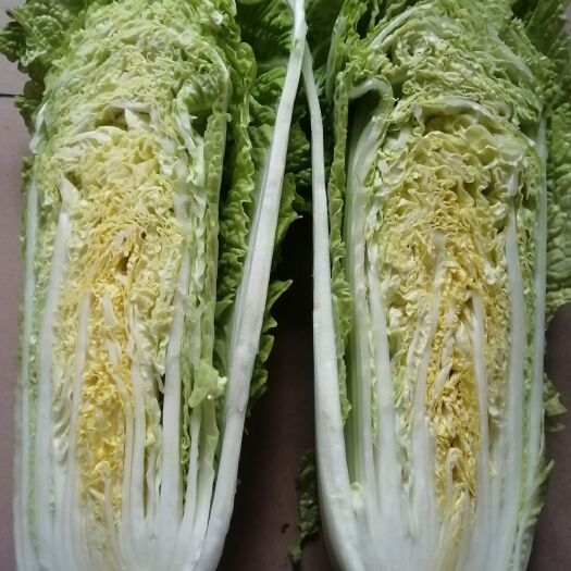 肥城市北京3号大白菜  北京三号大白菜大量上市