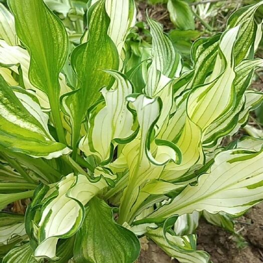 常州玉簪花  花叶玉簪