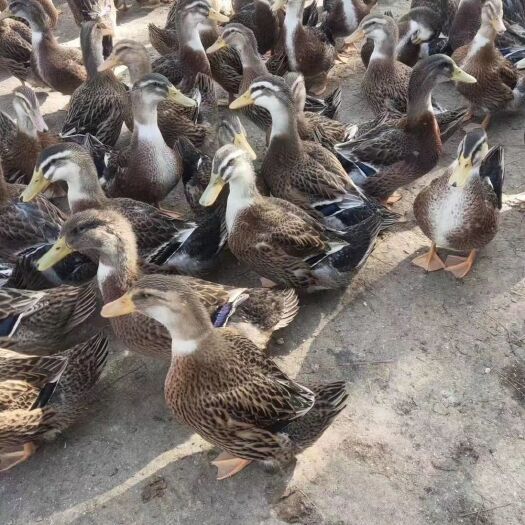 北海麻鸭出售价格美丽