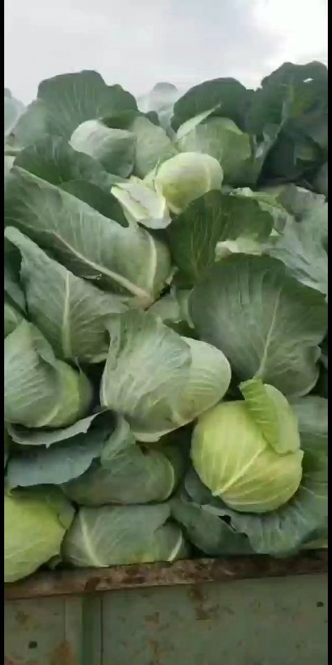 新野县奥奇娜甘蓝  奥齐娜扁包菜，产地直供，货优价廉！