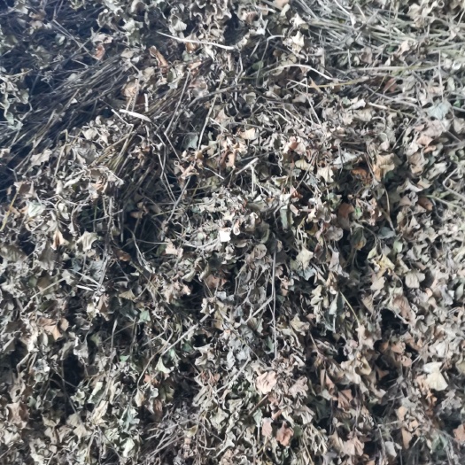 什邡市白茎鱼腥草  家种鱼腥草统货！