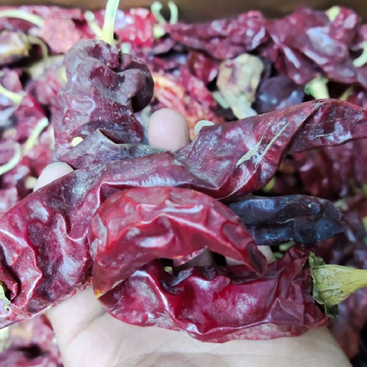 干辣椒  米粉椒