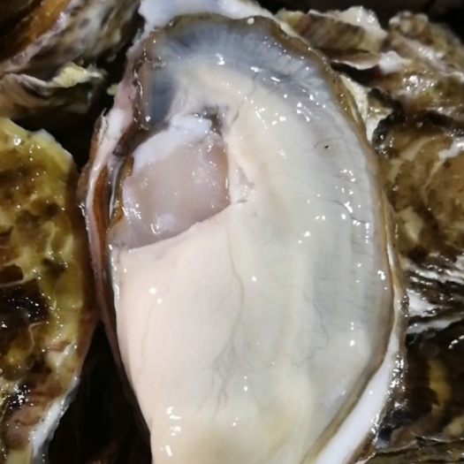乳山市乳山生蚝   精品货  牡蛎 小50斤 大140斤物流快递