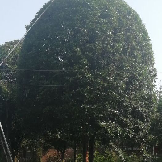  桂花树