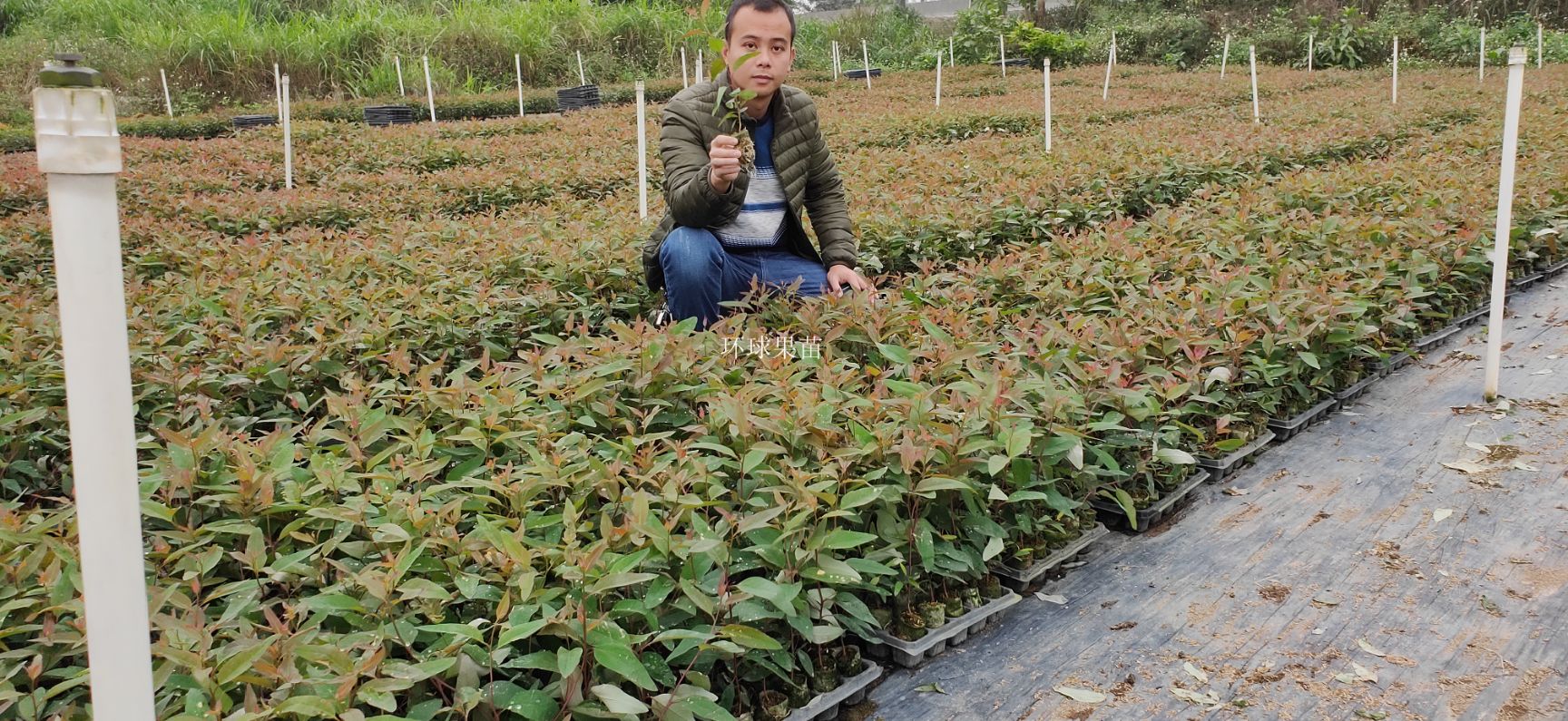 桉树苗组培苗速生桉苗dh3229号29号造林苗