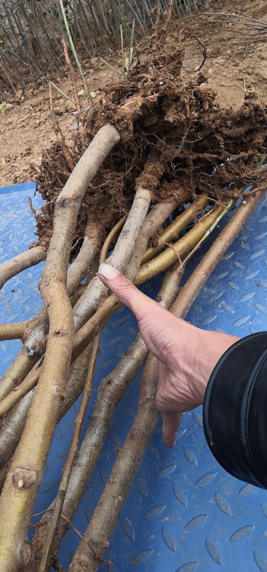 嫁接桃树苗  ，南北方种植，质量保证。