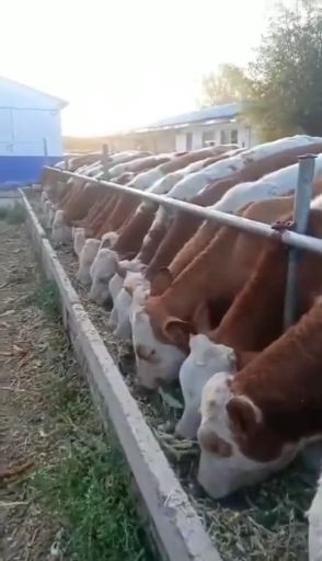 肉牛  欢迎朋友们来选购西门塔尔牛好品种