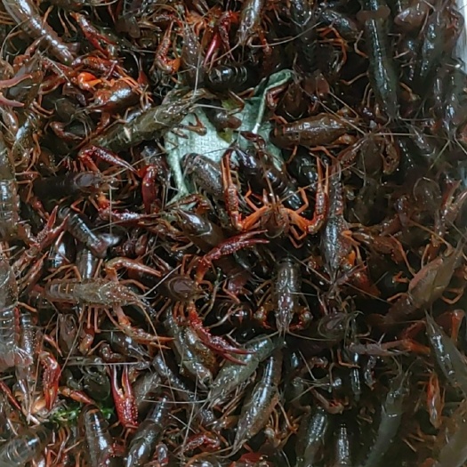 昆明小龙虾  234小虾